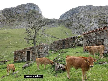La Tiese-El Tolleyu-La Cabeza Julagua de Cangas y d´Onís-Las Juentes d´Onís