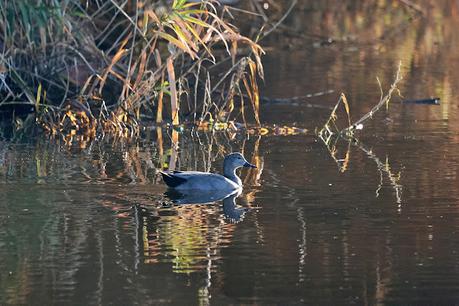 Tres meses de un ánade friso en el Parc Fluvial del Besòs Tres meses de un ánade friso en el Parc Fluvial del Besòs