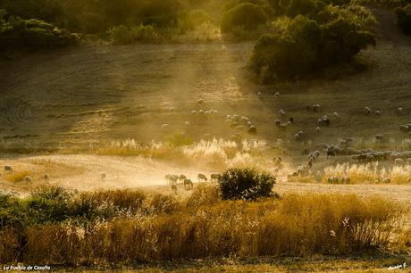 NOCTURNA EN LA PUEBLA DE CAZALLA