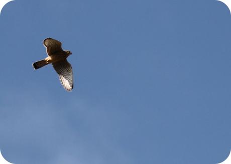 Fauna Montaña Palentina - Alimoche