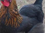 Gallinas Marans