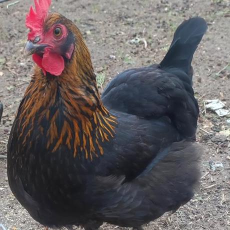 Gallinas Marans Gallinas Marans