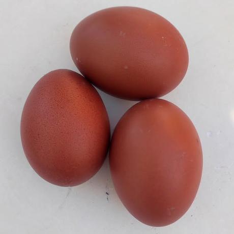 Gallinas Marans Gallinas Marans