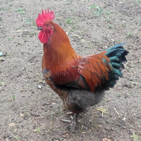 Gallinas Marans Gallinas Marans