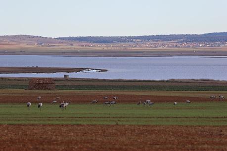 Las Grullas y su Magia en Gallocanta