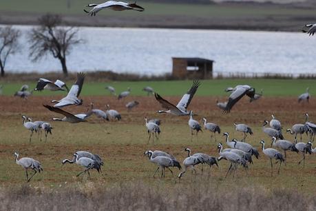 Las Grullas y su Magia en Gallocanta