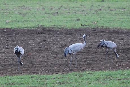 Las Grullas y su Magia en Gallocanta