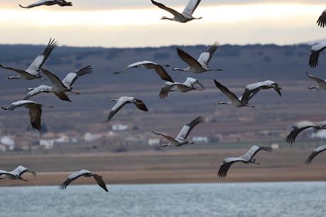 Las Grullas y su Magia en Gallocanta