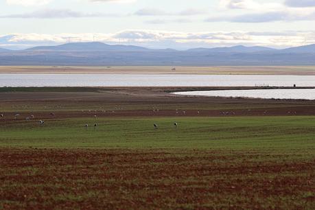 Las Grullas y su Magia en Gallocanta