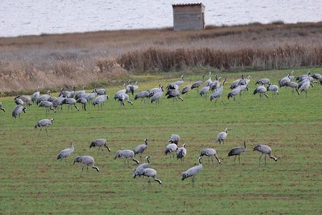 Las Grullas y su Magia en Gallocanta