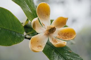 Mashpi Lodge pionero en la elaboración de la fragancia Magnolia, una alianza para proteger está especie única del país