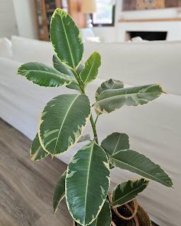 Plantas de interior: tres bellas variedades de FICUS Plantas de interior: tres bellas variedades de FICUS