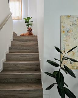 Plantas de interior: tres bellas variedades de FICUS Plantas de interior: tres bellas variedades de FICUS