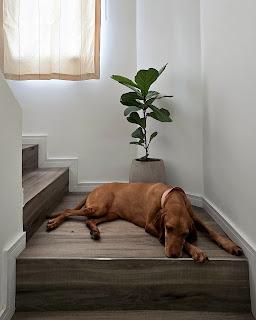 Plantas de interior: tres bellas variedades de FICUS