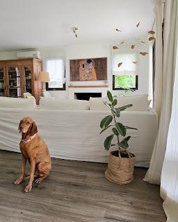 Plantas de interior: tres bellas variedades de FICUS Plantas de interior: tres bellas variedades de FICUS