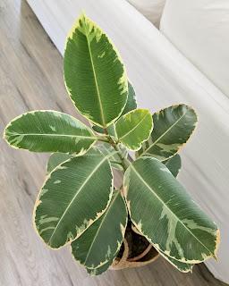 Plantas de interior: tres bellas variedades de FICUS Plantas de interior: tres bellas variedades de FICUS