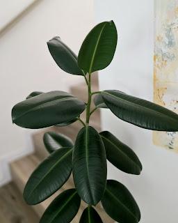 Plantas de interior: tres bellas variedades de FICUS Plantas de interior: tres bellas variedades de FICUS