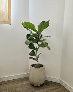 Plantas de interior: tres bellas variedades de FICUS Plantas de interior: tres bellas variedades de FICUS