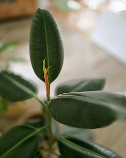 Plantas de interior: tres bellas variedades de FICUS Plantas de interior: tres bellas variedades de FICUS