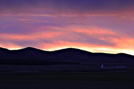 El amanecer de las grullas en Gallocanta