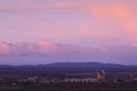 El amanecer de las grullas en Gallocanta
