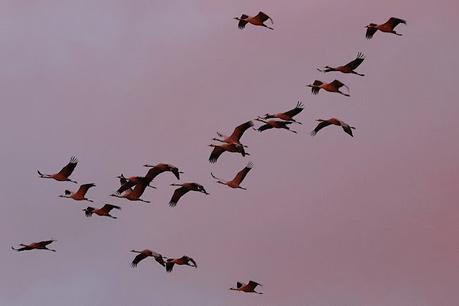 El amanecer de las grullas en Gallocanta