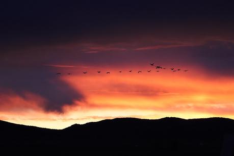 El amanecer de las grullas en Gallocanta
