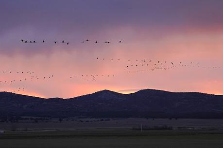 El amanecer de las grullas en Gallocanta