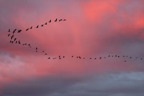 El amanecer de las grullas en Gallocanta