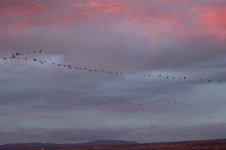 El amanecer de las grullas en Gallocanta