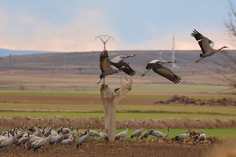 Un relato en imágenes: el zorro y las grullas en Gallocanta Un relato en imágenes: el zorro y las grullas en Gallocanta