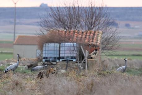 Un relato en imágenes: el zorro y las grullas en Gallocanta Un relato en imágenes: el zorro y las grullas en Gallocanta