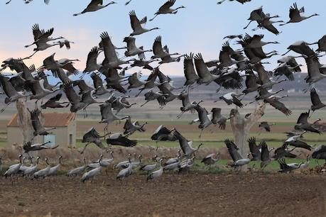 Un relato en imágenes: el zorro y las grullas en Gallocanta Un relato en imágenes: el zorro y las grullas en Gallocanta
