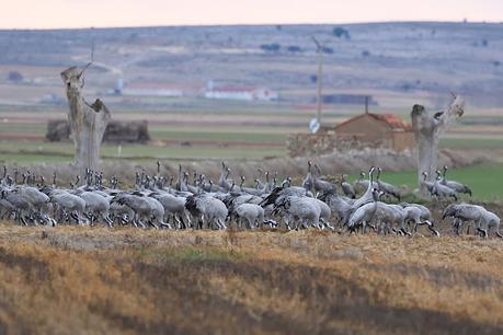 Un relato en imágenes: el zorro y las grullas en Gallocanta Un relato en imágenes: el zorro y las grullas en Gallocanta