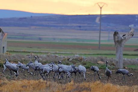 Un relato en imágenes: el zorro y las grullas en Gallocanta Un relato en imágenes: el zorro y las grullas en Gallocanta