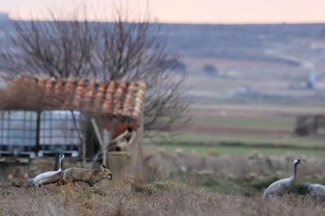 Un relato en imágenes: el zorro y las grullas en Gallocanta Un relato en imágenes: el zorro y las grullas en Gallocanta