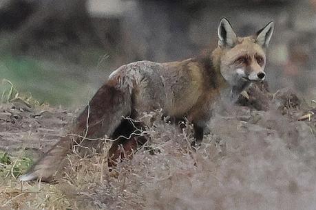 Un relato en imágenes: el zorro y las grullas en Gallocanta Un relato en imágenes: el zorro y las grullas en Gallocanta