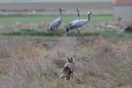 Un relato en imágenes: el zorro y las grullas en Gallocanta Un relato en imágenes: el zorro y las grullas en Gallocanta