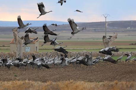 Un relato en imágenes: el zorro y las grullas en Gallocanta Un relato en imágenes: el zorro y las grullas en Gallocanta