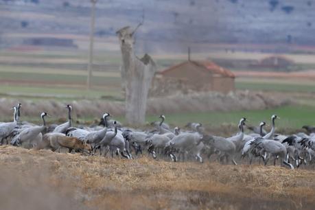 Un relato en imágenes: el zorro y las grullas en Gallocanta Un relato en imágenes: el zorro y las grullas en Gallocanta