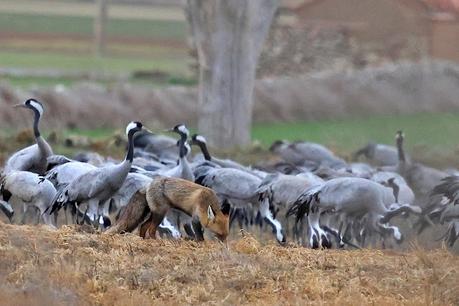 Un relato en imágenes: el zorro y las grullas en Gallocanta Un relato en imágenes: el zorro y las grullas en Gallocanta