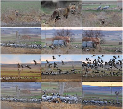 Un relato en imágenes: el zorro y las grullas en Gallocanta Un relato en imágenes: el zorro y las grullas en Gallocanta