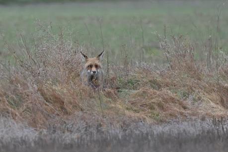 Un relato en imágenes: el zorro y las grullas en Gallocanta Un relato en imágenes: el zorro y las grullas en Gallocanta
