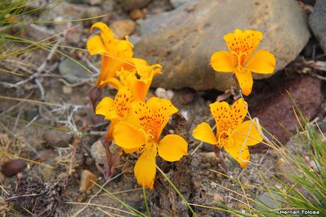 Amancay del desierto (Alstroemeria patagonica)