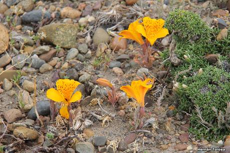 Amancay del desierto (Alstroemeria patagonica)