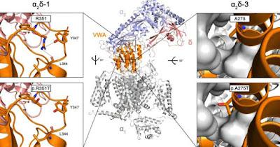 ¿Cómo las mutaciones afectan el desarrollo neurológico del Autista?