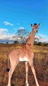 La jirafa sin manchas reaparece medio siglo después de su último avistamiento