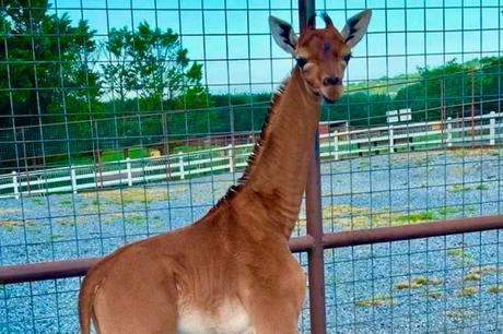 La jirafa sin manchas reaparece medio siglo después de su último avistamiento
