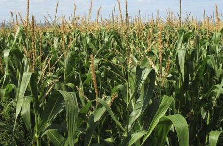 Tinta cruda: Formación dual y Motores Productivos