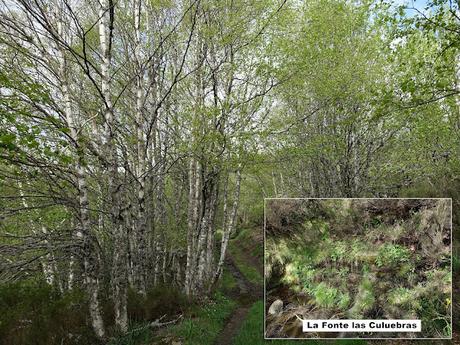 Zarréu-El Picón-El Cuernu´l Ḷḷangreiru-Picu Rubiu